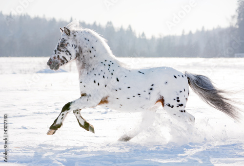 appaloosa pony runs free through the winter field photo