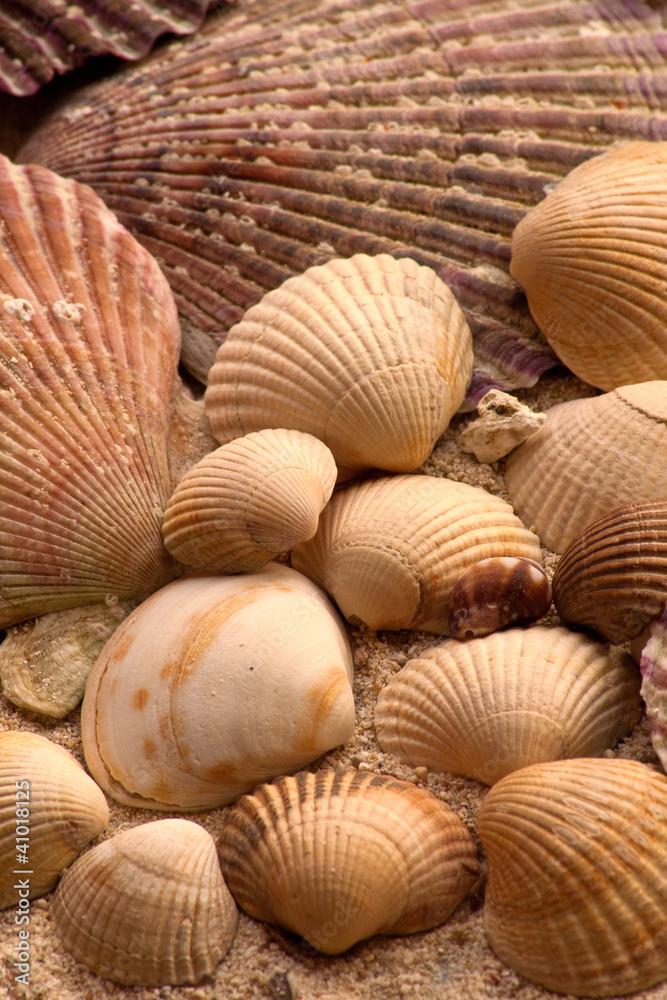 Muscheln Muscheln