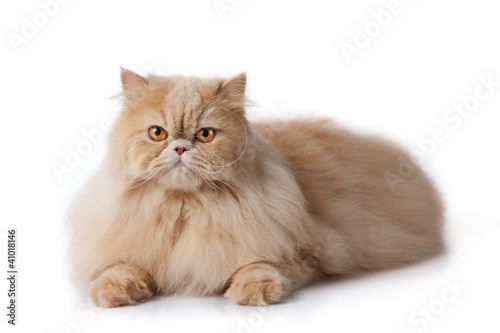 persian cat isolated on white. Persian cat portrait