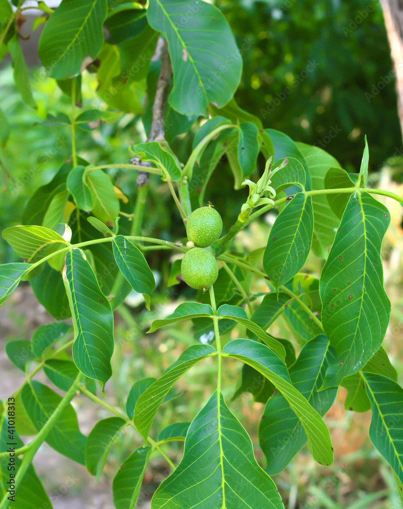custom made wallpaper toronto digitalGreen walnuts growing on a tree, close up