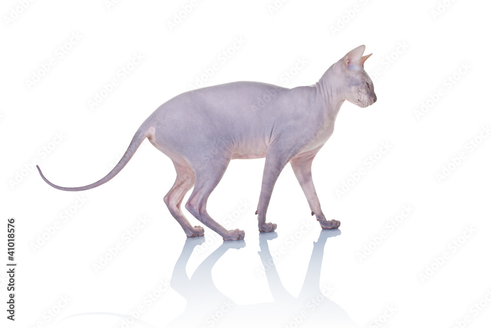 Cat of Don Sphynx breed