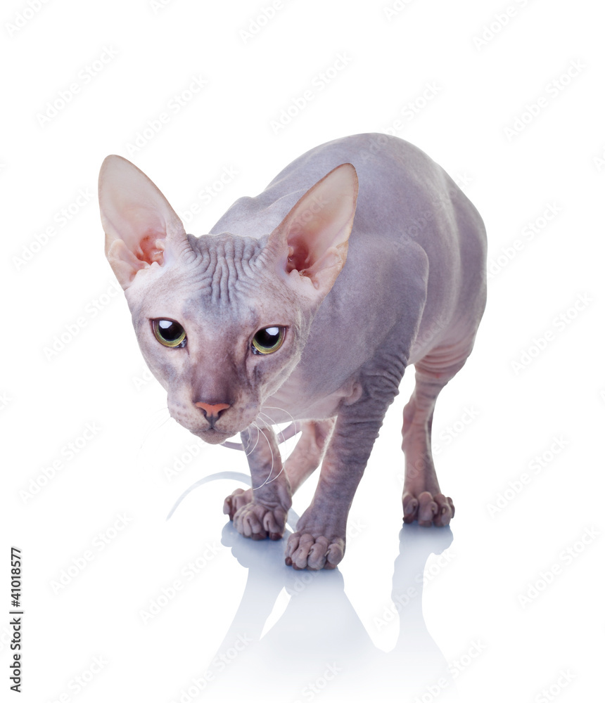 Cat of Don Sphynx breed