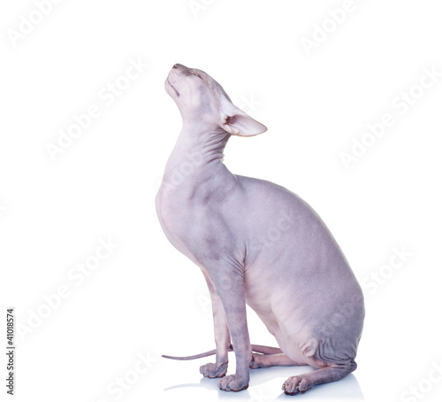 Cat of Don Sphynx breed