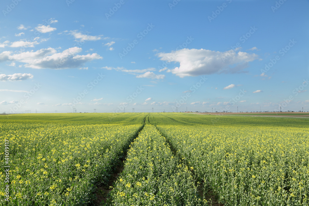 Agriculture, rapeseed plant in spring