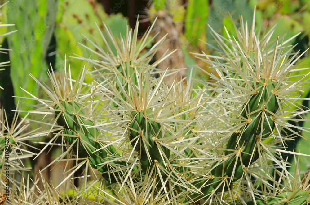 Opuntia tunicata 02 Opuntia tunicata 02