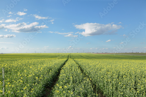 Agriculture, rapeseed plant in spring