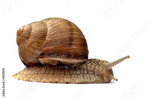 escargot