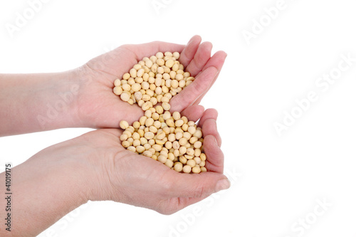 Agricultural concept soybeans in hands isolated
