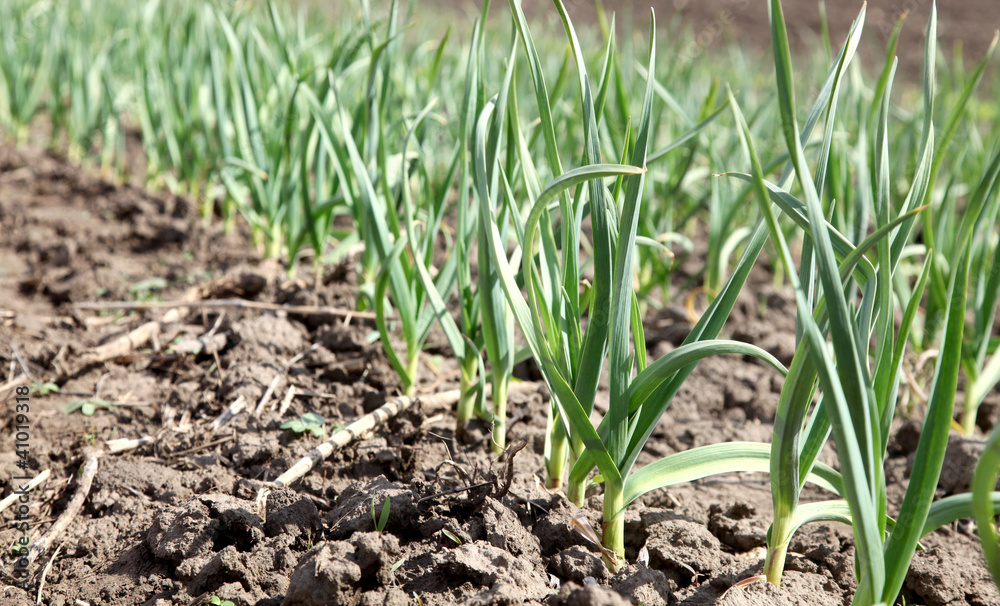 Agriculture onion in field Agriculture onion in field