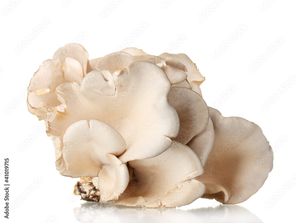 oyster mushrooms isolated on white oyster mushrooms isolated on white