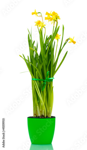 beautiful yellow daffodils in a flowerpot isolated on white