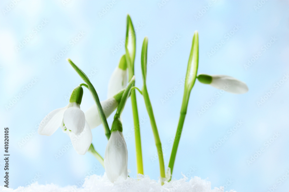 beautiful snowdrops in snow on blue background