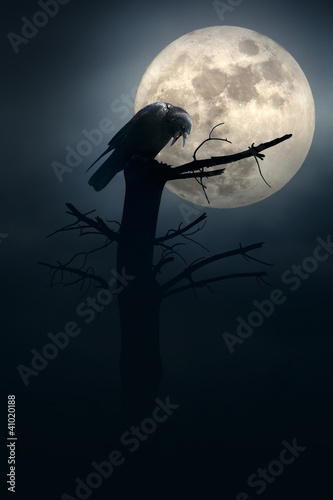 Night of the crows photo