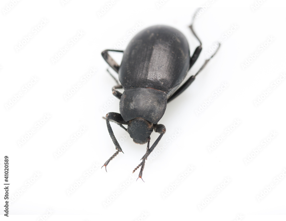 ground beetle ground beetle