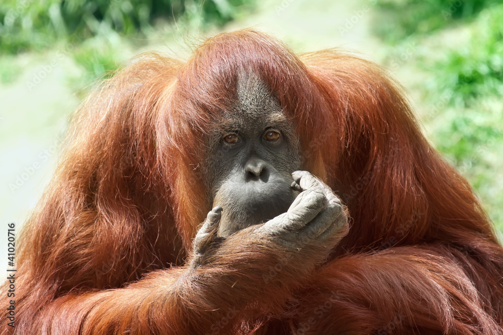 Orang Utan