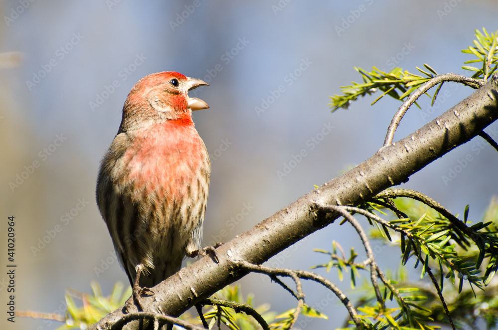 Male House Finch Perched on a Branch Male House Finch Perched on a Branch