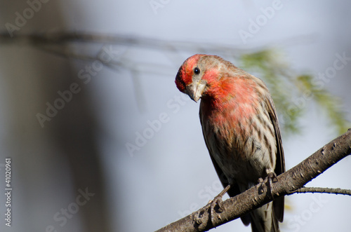 Curious House Finch Perched on a Branch photo