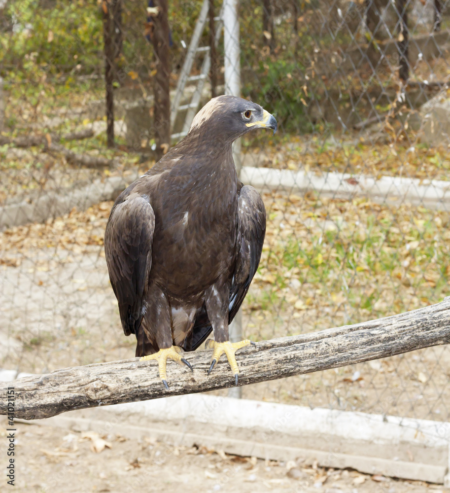 Fototapeta premium shouting golden eagle sitting on a pole