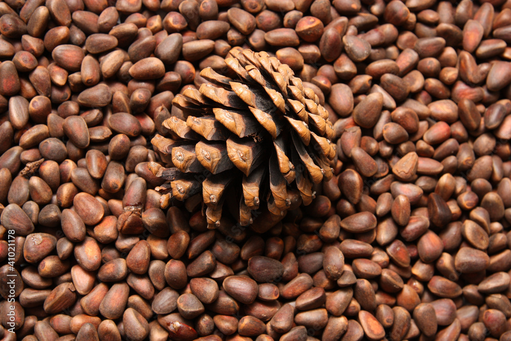 pine nuts in the background pine nuts in the background