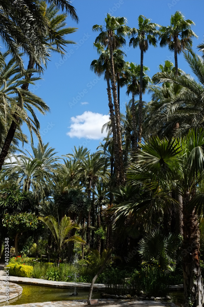 Palm garden