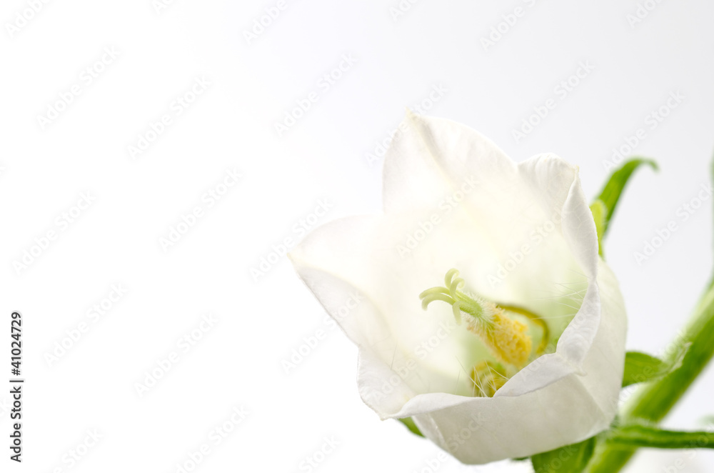 白いフウリンソウの花のアップ