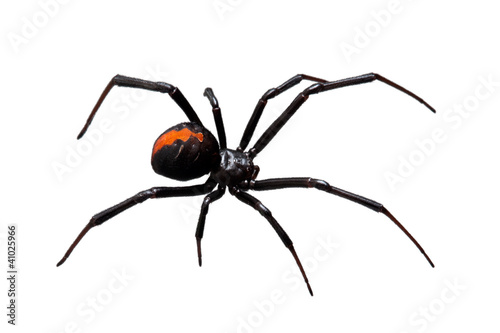 Fotobehang Spider, Redback or Black Widow,  isolated on white