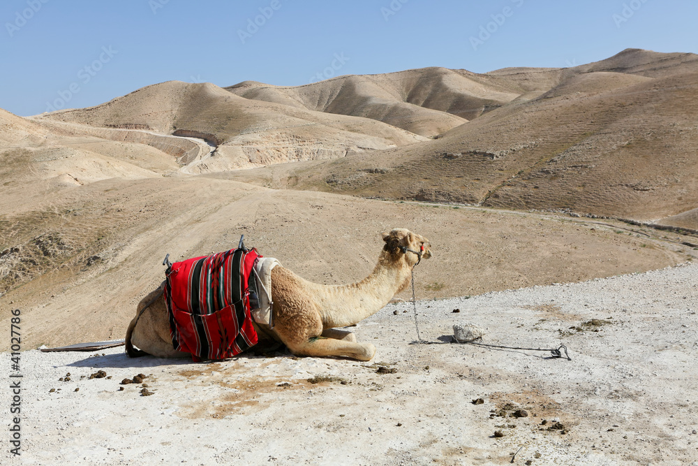 Fototapeta premium A camel in the desert of Judea