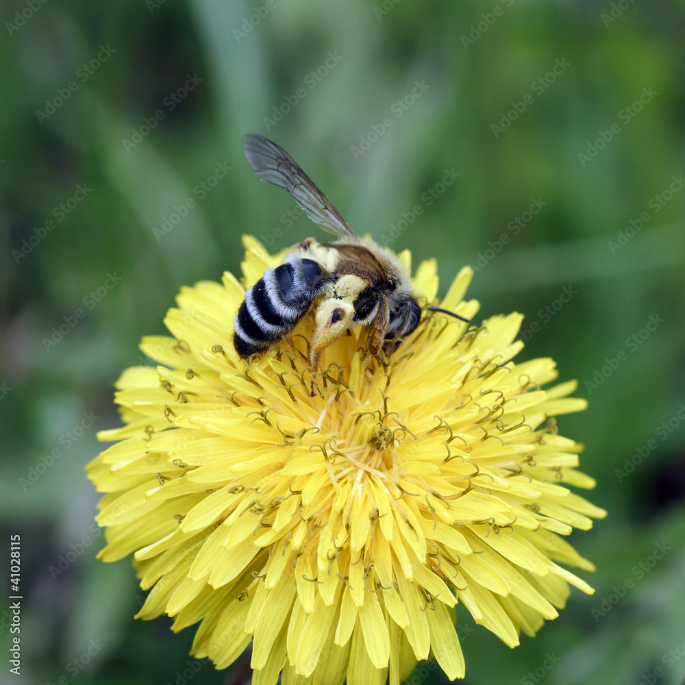 Bee and dandelion Bee and dandelion
