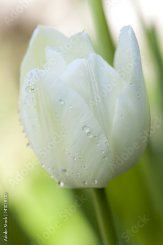 White tulip