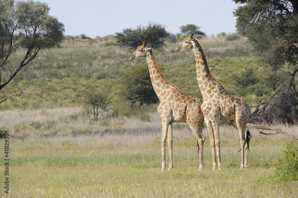 Obraz premium Giraffe (Camelopardus giraffa) Kgalagadi park,south africa