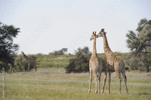Giraffe (Camelopardus giraffa) Kgalagadi park,south africa