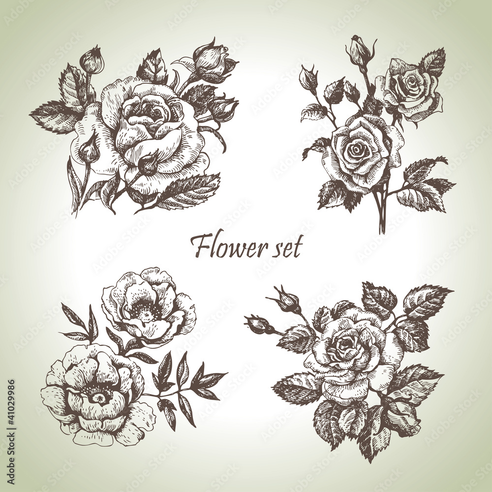 Floral set. Hand drawn illustrations of roses