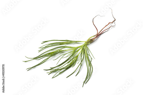 Foto Fresh Saltwort