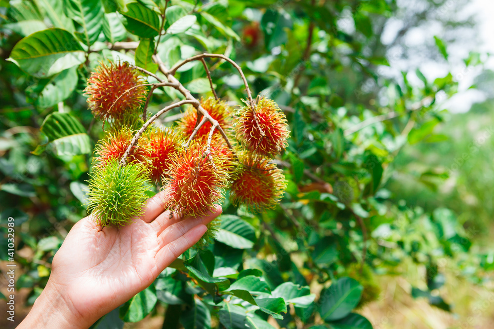 Rambutan fruit Rambutan fruit