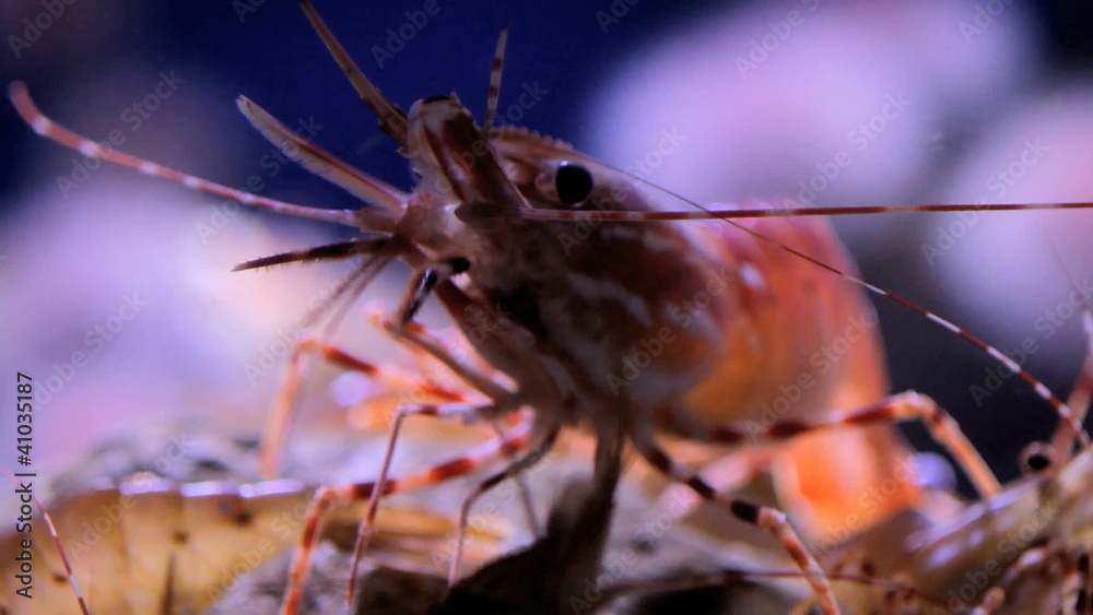 Prawn Prawn