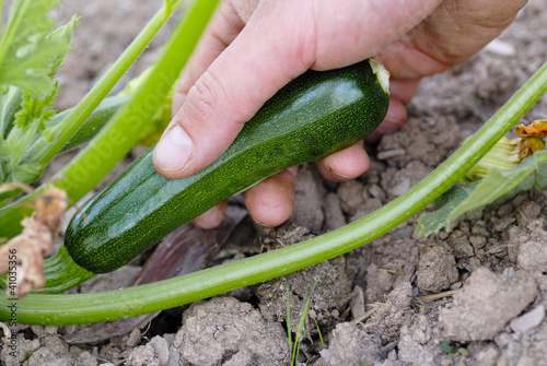 Picking Green Courgette on an Allotment.
