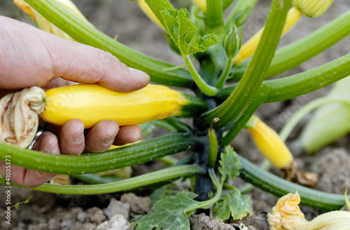 Picking Yellow Courgette on an Allotment.