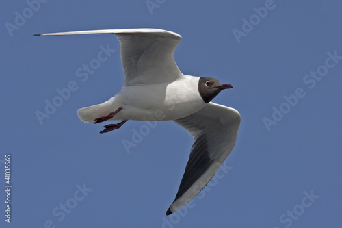 Fotografie, Tablou Black-headed gull flying on the blue sky