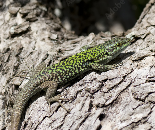 lizard on olive tree