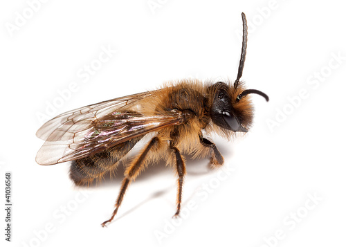 Male Mining Bee