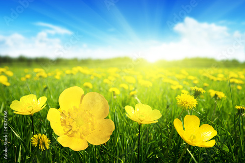 Fototapeta Naklejka Na Ścianę i Meble -  Field of spring flowers