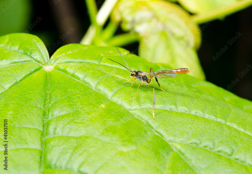 Schlupfwespe sonnt sich auf Blatt Schlupfwespe sonnt sich auf Blatt