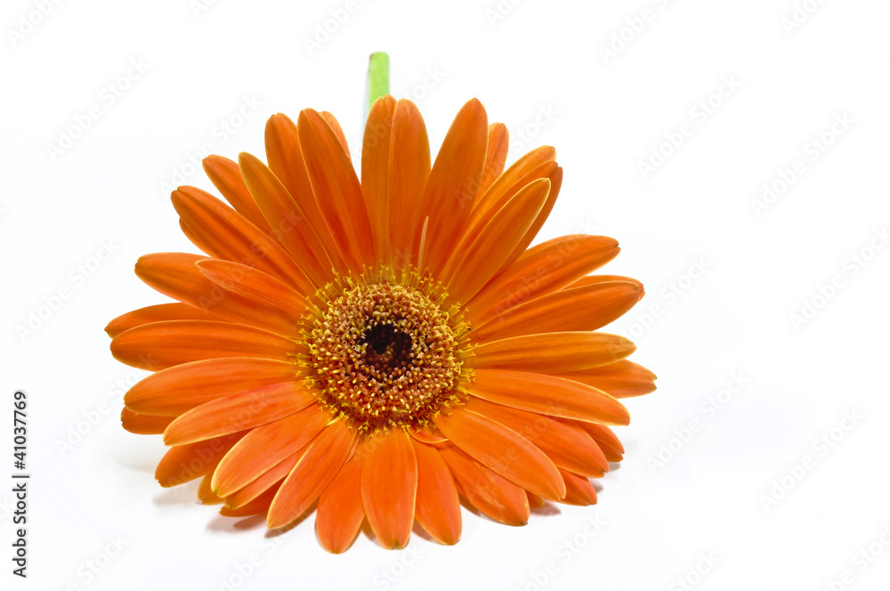 Gerbera Arancione - orange Gerber Gerbera Arancione - orange Gerber