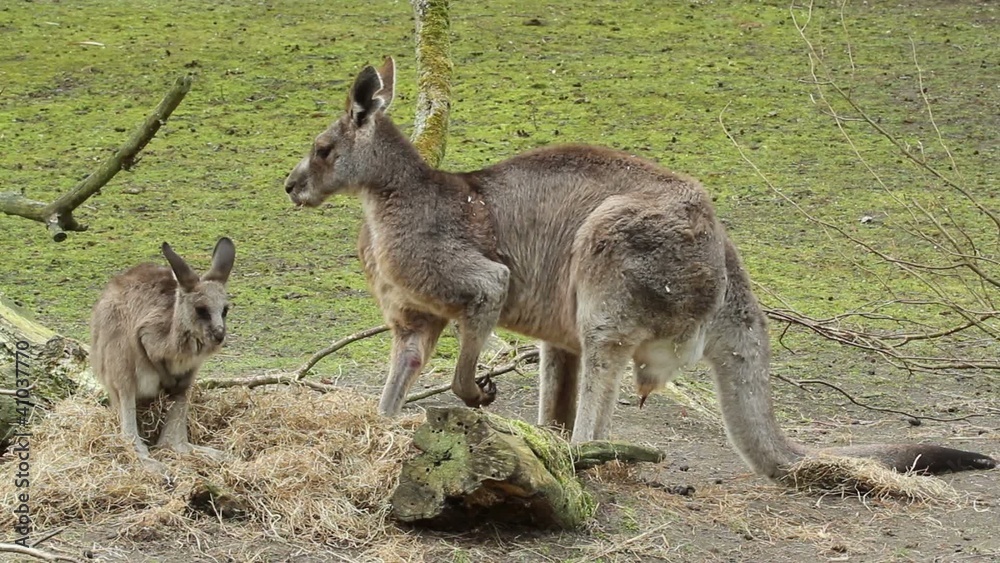 Two kangaroos (adult and young one) in a dutch zoo Two kangaroos (adult and young one) in a dutch zoo