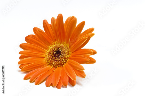 Gerbera