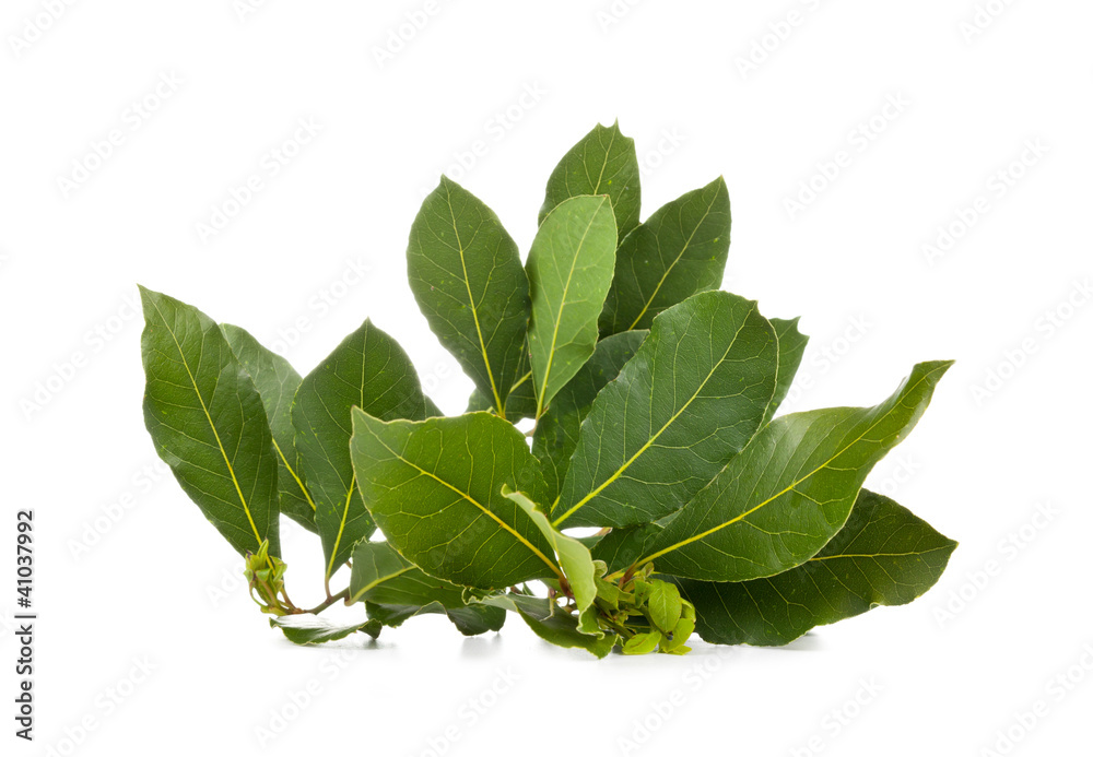 Obraz premium Laurus nobilis