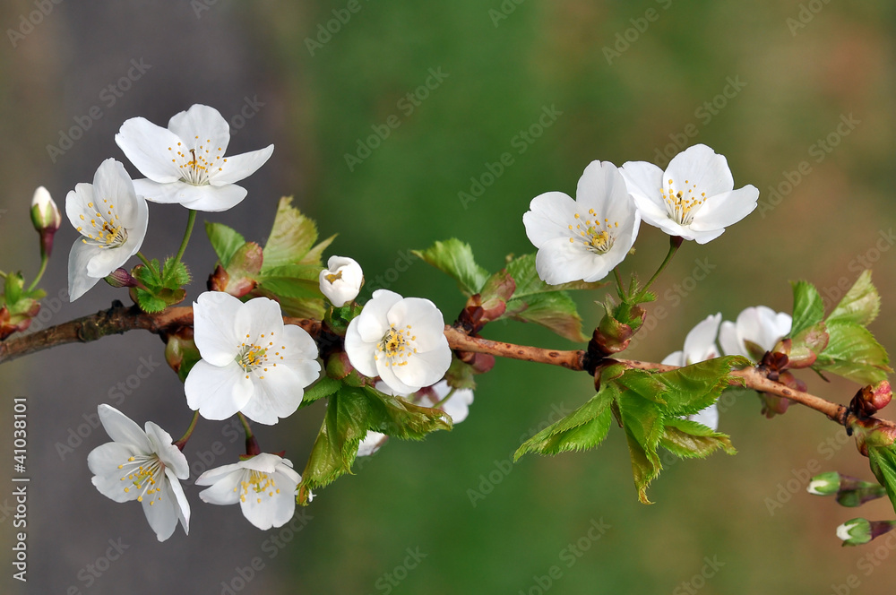 Fototapeta premium Kirschblüte
