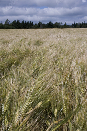 Grain field in Prince Edward Island Canada