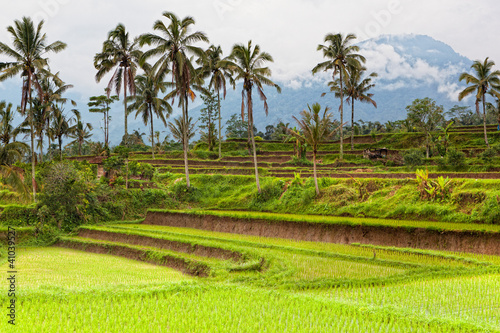 tarasowe pola ryżowe, Bali, Indonezja