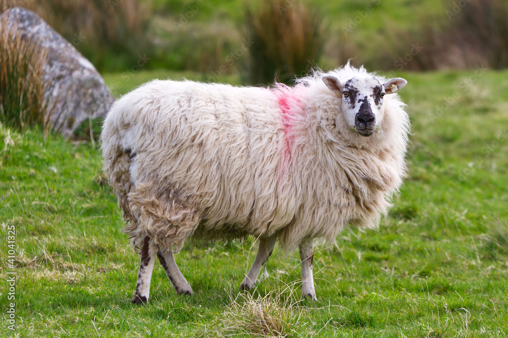 Obraz premium Sheep of Connemara, Ireland